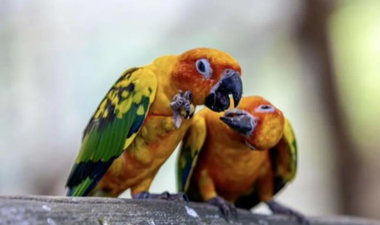 紫清湖野生动物世界