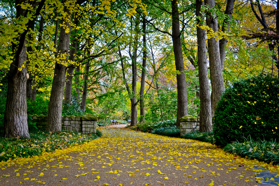 新村银杏产业开发区