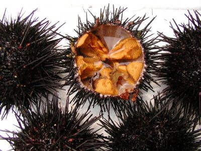 长岛海洋生态文明综合试验区