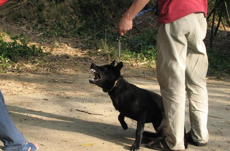 台湾犬