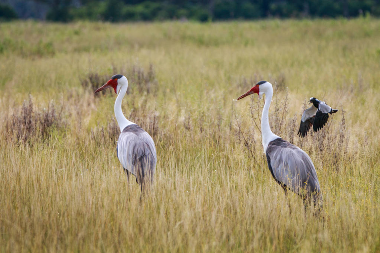 两只摇晃的鹤在草地上行走。Two Wattled cranes walking in the grass..jpeg