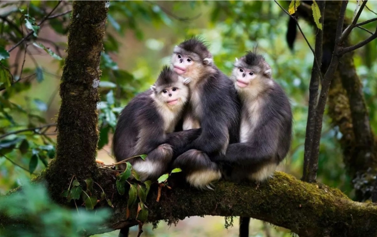 迪庆藏族自治州