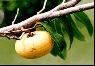 吞武里皇家大学