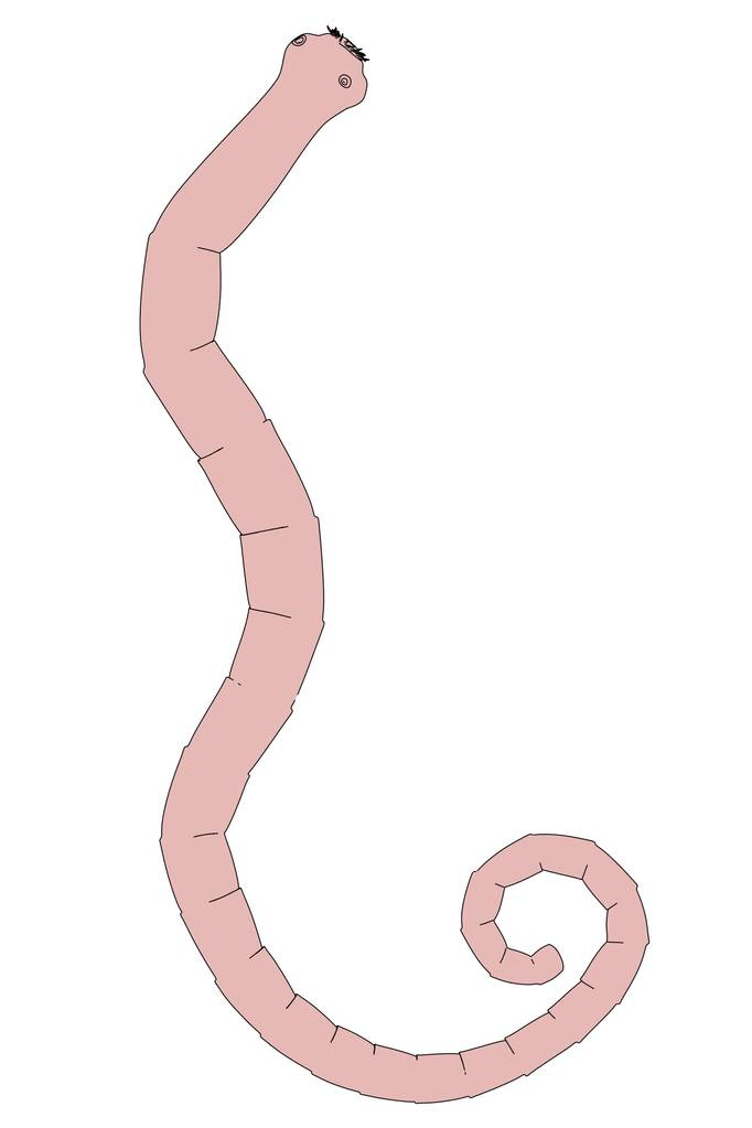 绦虫二维卡通插图2d cartoon illustration of tapeworm