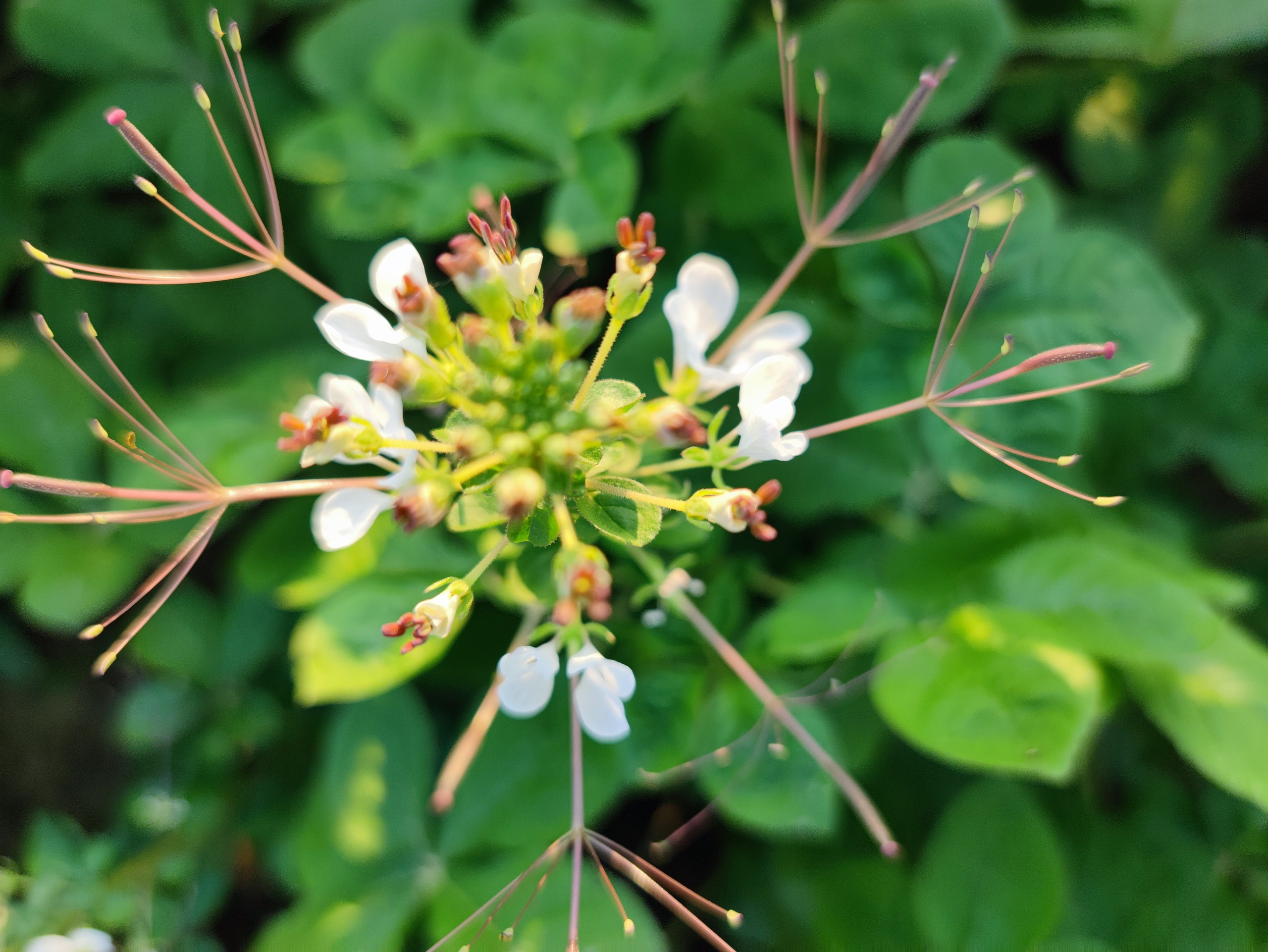 白花菜