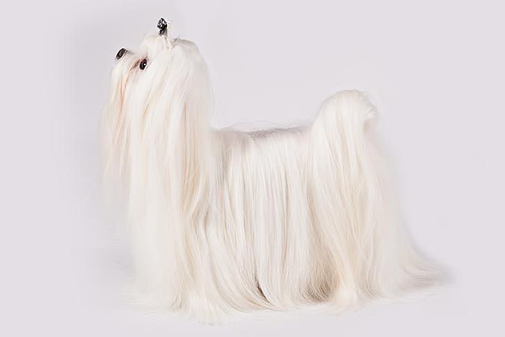 玛尔济斯犬