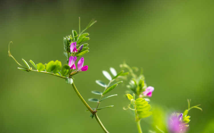 野豌豆