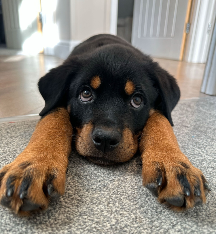 罗威纳犬