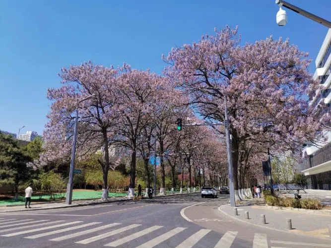 泡桐.png