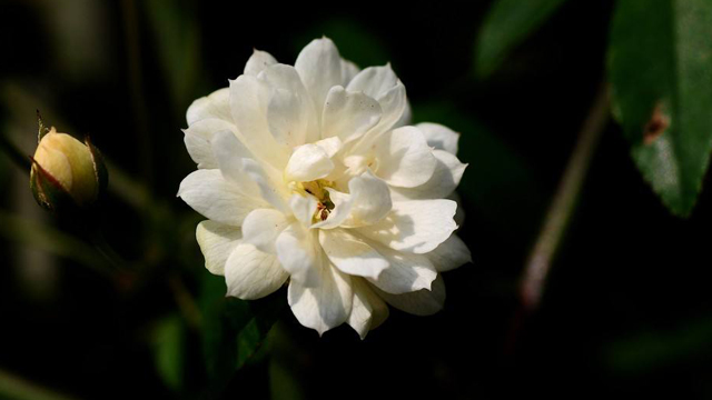 木香花