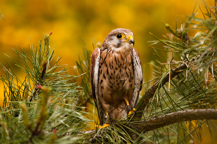 红隼Kestrel
