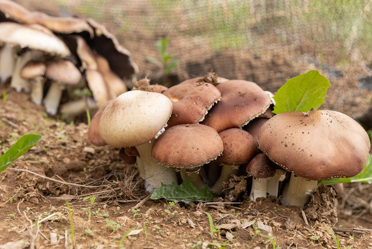 栽培种植的赤松茸