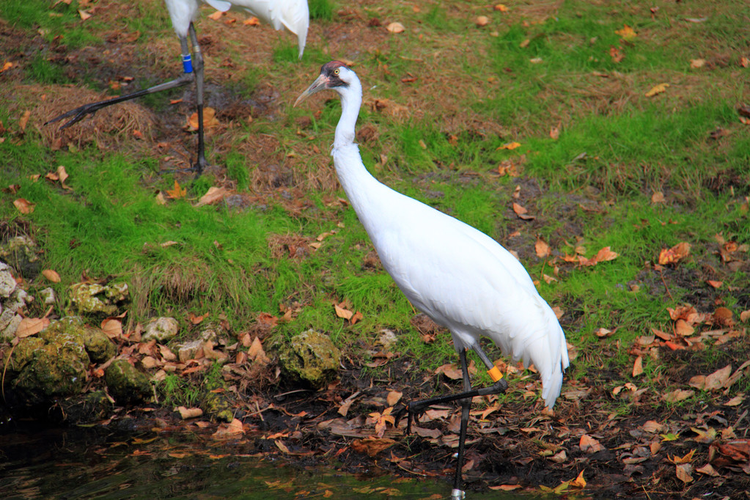 百叶鹤Whooping Crane.jpeg