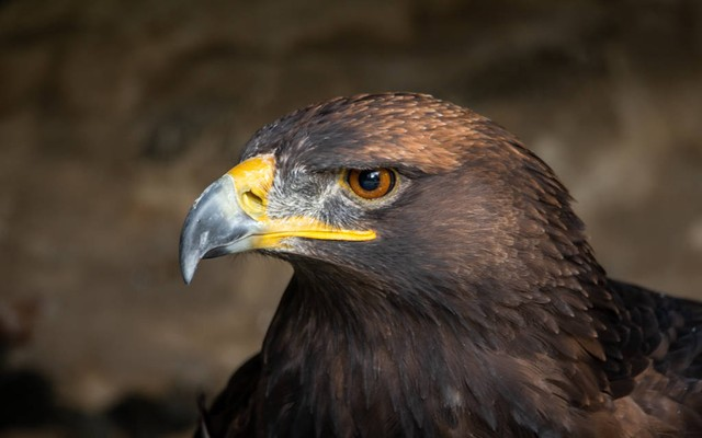 金雕是北半球最著名的猛禽之一。The golden eagle is one of the best-known birds of prey in the Northern Hemisphere..jpeg