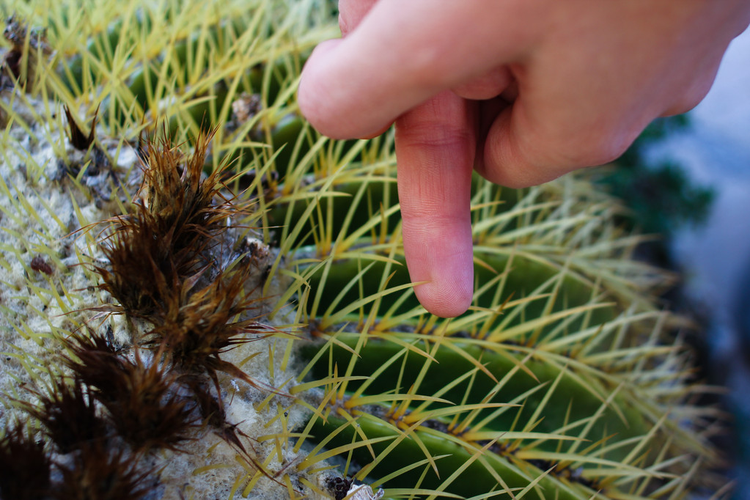 女人用仙人掌刺自己Woman pricked herself on a thorn from a cactus.jpeg