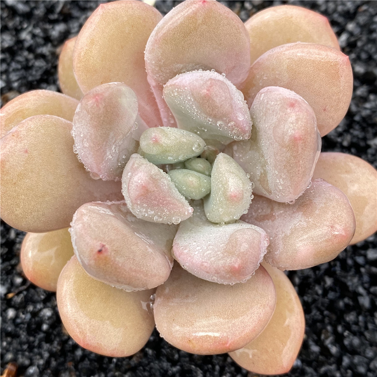 白鹭