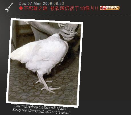 不死鸡