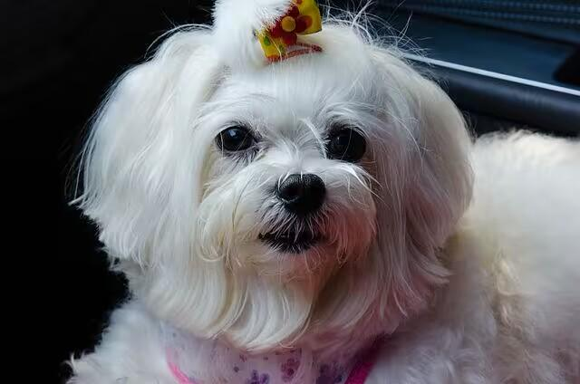 玛尔济斯犬