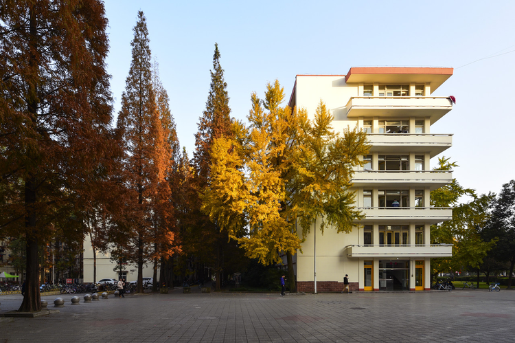 成都西华大学的银杏