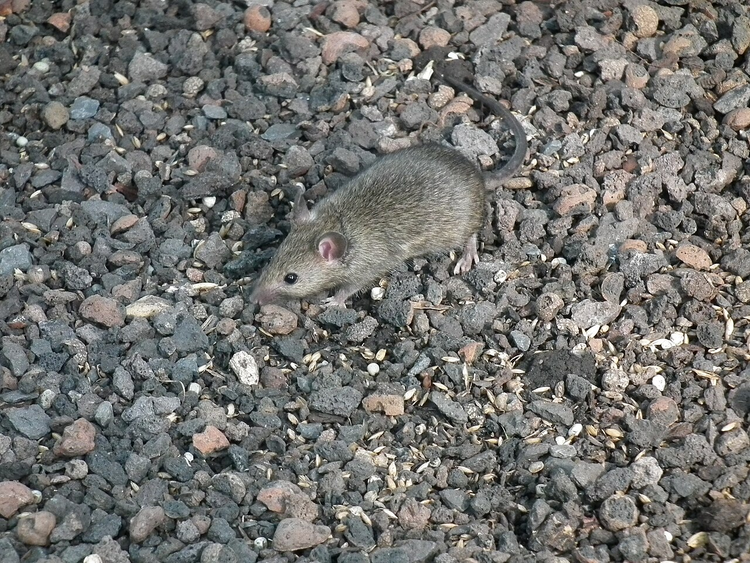 小家鼠