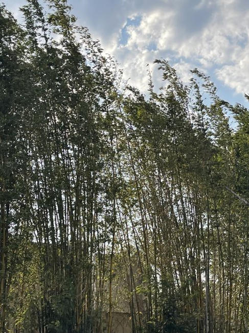 绿竹