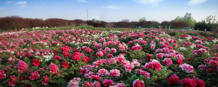 菏泽市