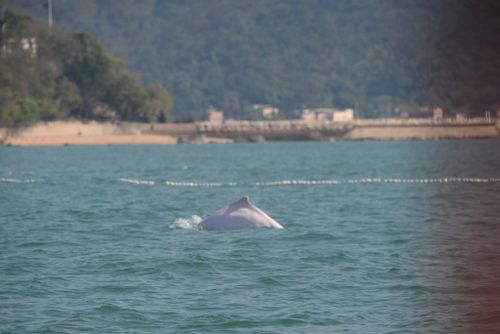 中华白海豚