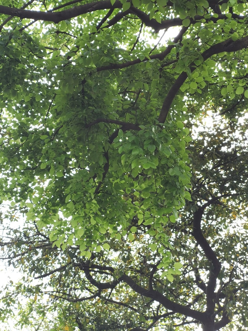 朴树