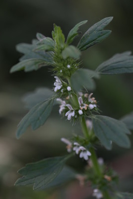 百花益母草