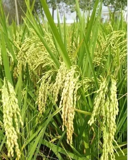 两优6号