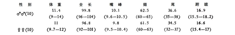 黄腹山雀