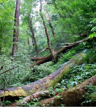 湖北木林子国家级自然保护区