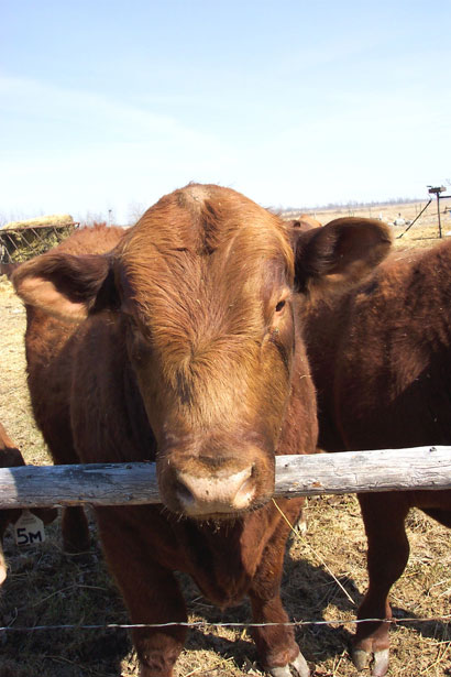 Red-angus-bull-23441280177175asjH.jpg