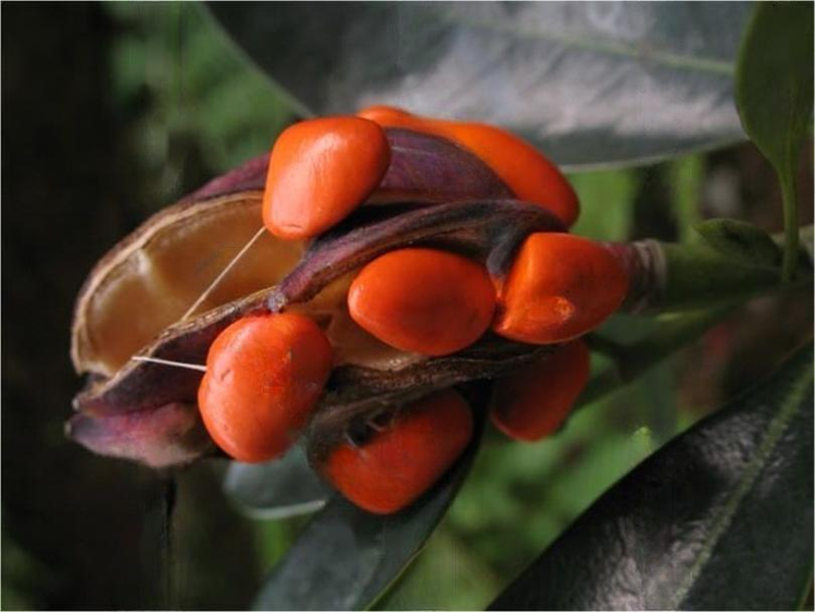 峨眉拟单性木兰