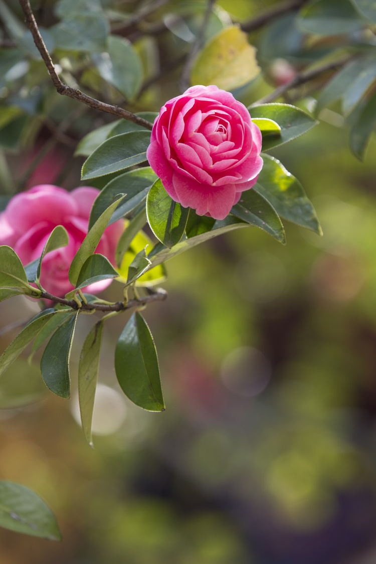 盛开的云南山茶花