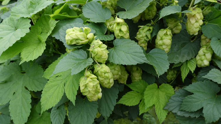 绿色啤酒花。啤酒花的收获Green hops. Harvest of hops.jpeg