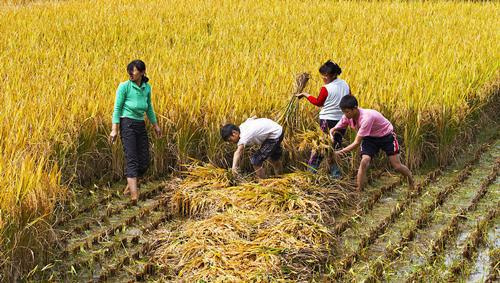 割稻陌阡车马驰