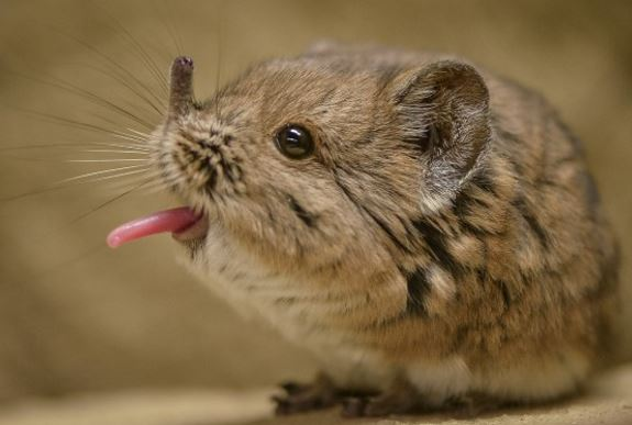 elephant-shrew-03.jpeg