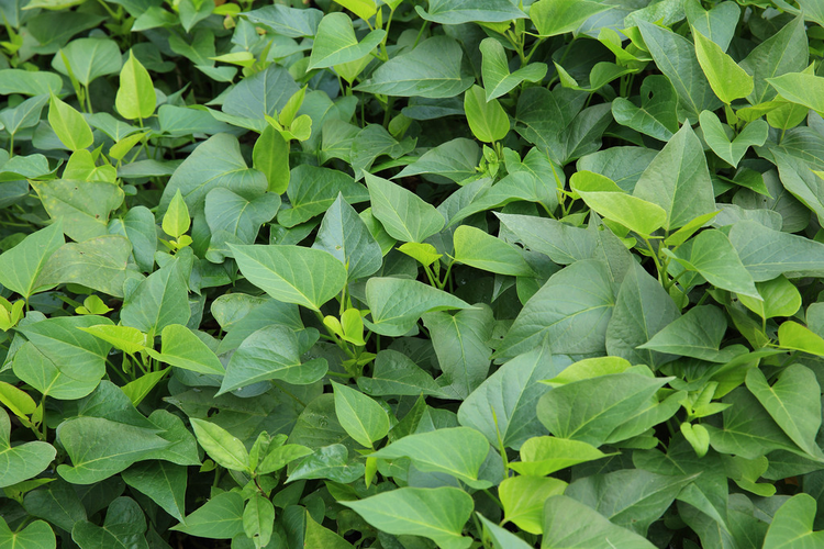 红薯作物Sweet potato crop