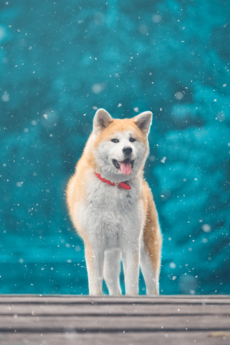 秋田犬