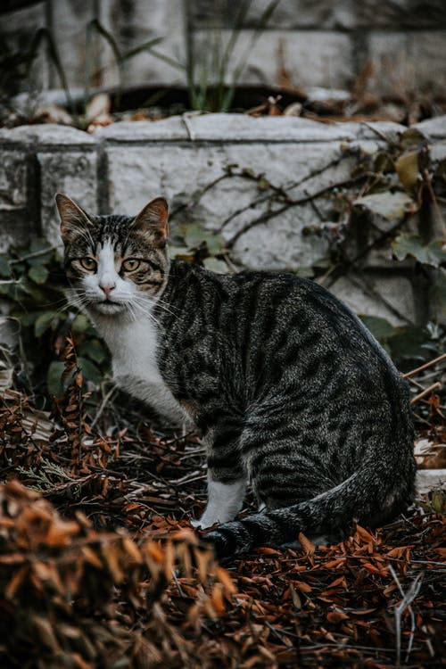 虎斑猫