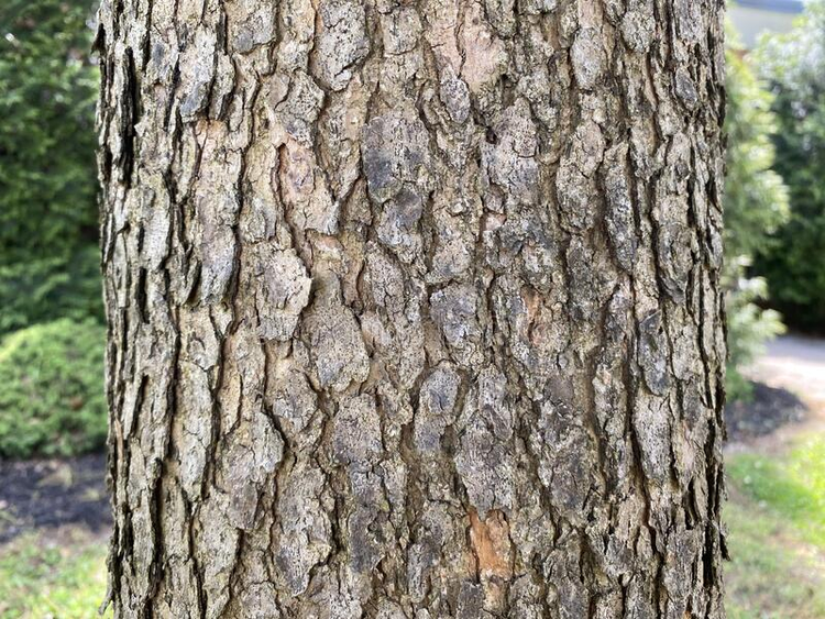 tree-identification-bark-chinese-pistache-pistacia-chinensis-light-tan-to-gray-color-will-exfoliate-small-strips-225551461.jpg