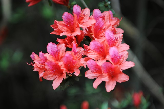 2012年04月14日，杜鹃花。