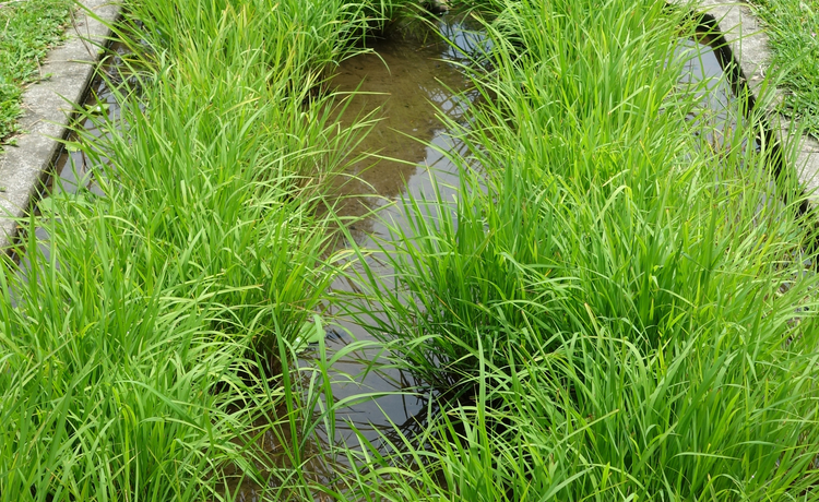 野生稻
