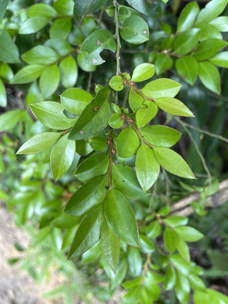 小果柿(柿科柿属的一种植物)_百科资料_新农商网