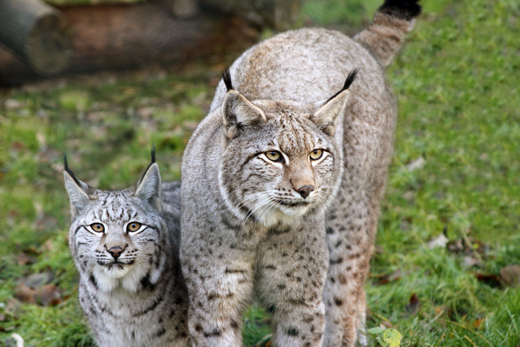 LynxLynx