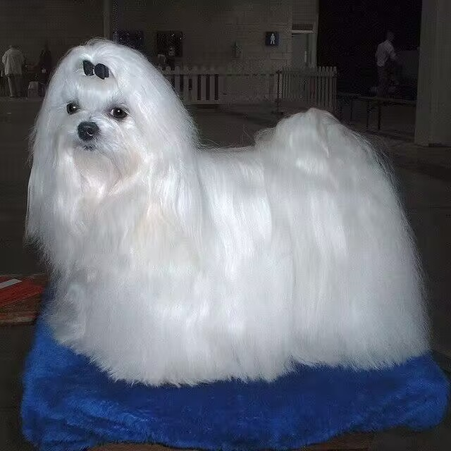 玛尔济斯犬