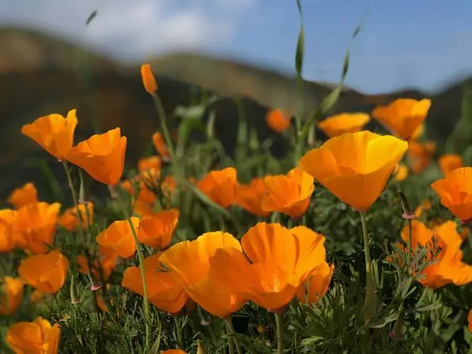 南加利福尼亚大学