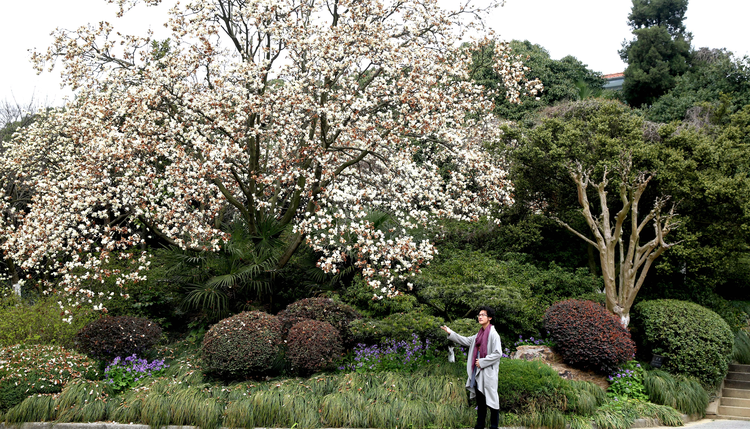 玉兰花下卜归期