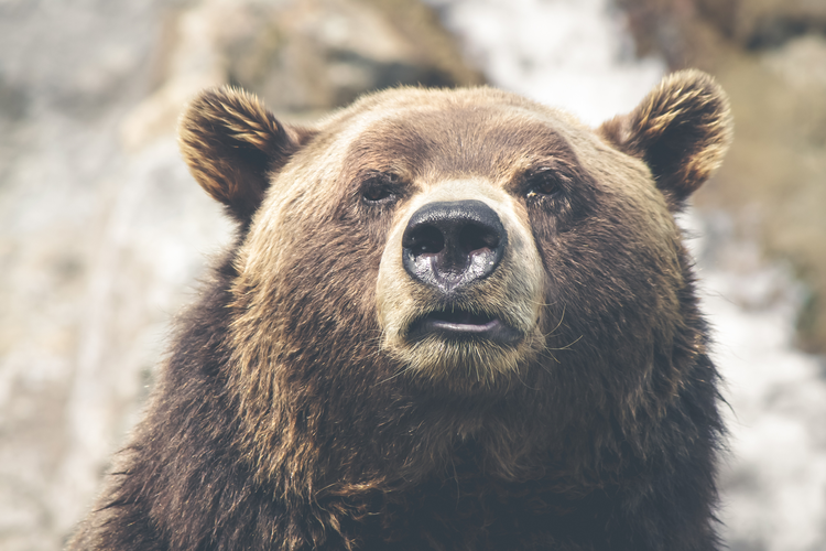 Brown-Bear.jpg